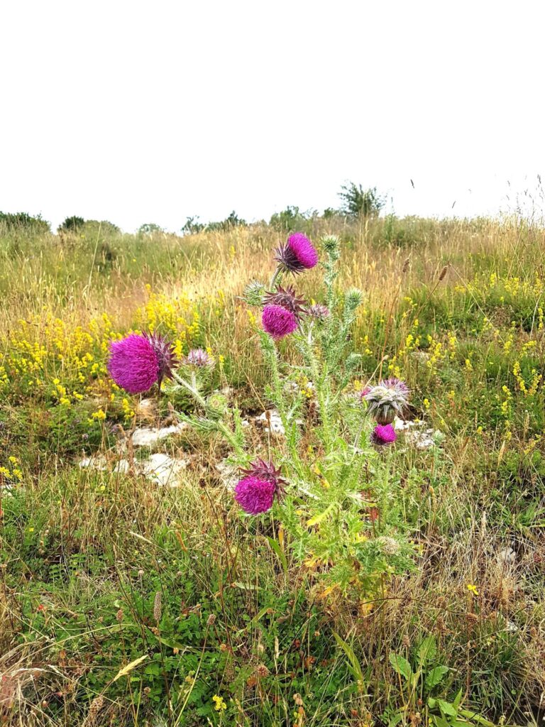 Drooping Thistle Warrens Hill