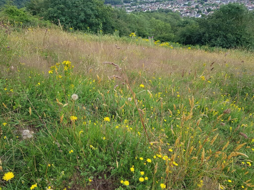 Wild flowers on Warrens Hill